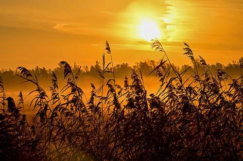 Sonnenlicht hinter dem Schilf