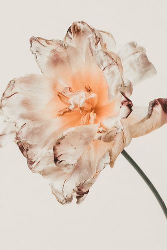 Mehrschichtige Tulpe