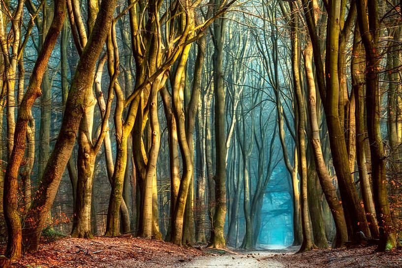 Un matin magique par Lars van de Goor