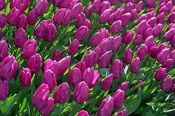 tulpen paars van Henriette Tischler van Sleen