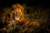Lion in South Africa by Paula Romein thumbnail