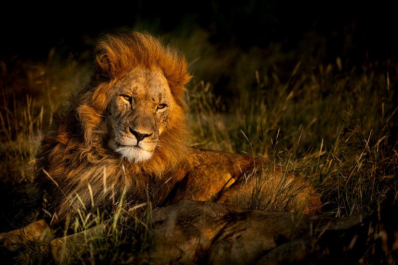 Lion in South Africa by Paula Romein