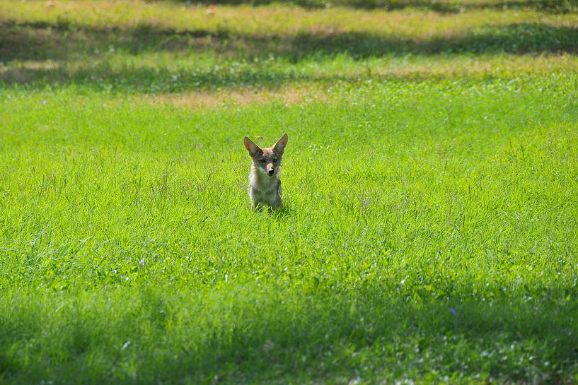 Coyote Wildlife von Studio Retouched fotoshop