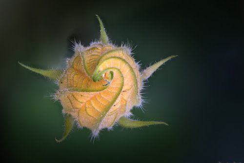 Pompoen bloem in de knop