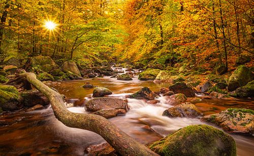 Der Sonnenstern im Ilsetal