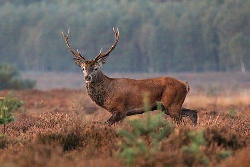 Edelhert, mannetje met gewei.