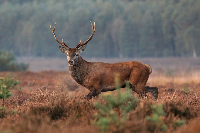 Cerf rouge, mâle avec des bois. par Janny Beimers