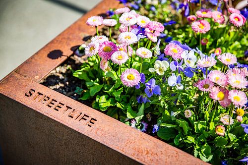 Streetlife - Fleurs dans des jardinières urbaines