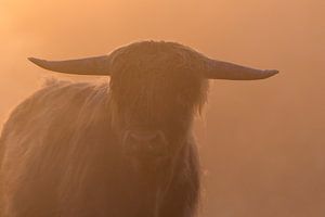 Highlander-Porträt