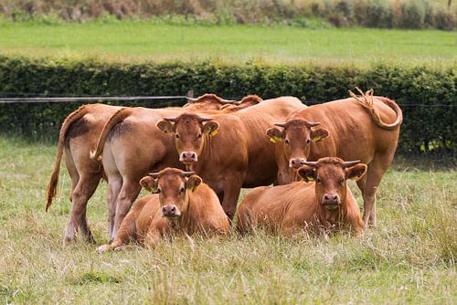 Starende  Limousin koeien