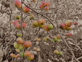 Apfelbaum  von Alies werk