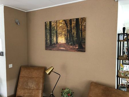 Colorful forest path in autumn
