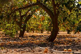 Zitronenbäume von Lorenzo Nijholt