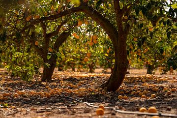 Lemon Trees by Lorenzo Nijholt