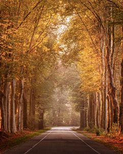 Golden road von Mario Visser
