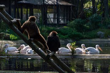 Withandgibbons, kijkend naar voorbij zwemmende pelikanen. van Nander Speerstra