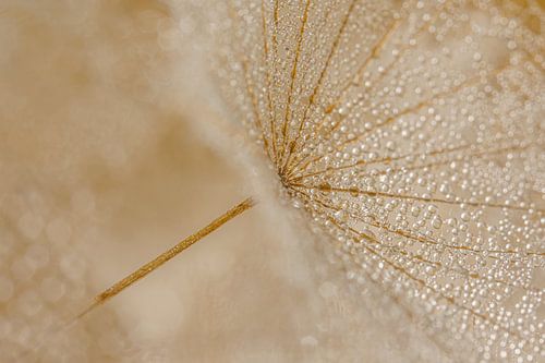 Abstractie: Parasolletje met waterdruppeltjes