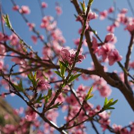 Roze bloesem tegen strak blauwe lucht (Pink blossom) van Evy Bakker