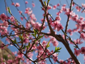 Roze bloesem tegen strak blauwe lucht (Pink blossom) van Evy Bakker