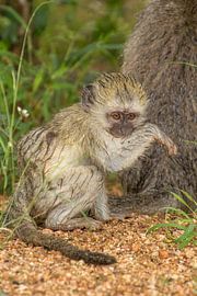 Bébé singe bleu, parc Kruger, Afrique du Sud sur Marijke Arends-Meiring