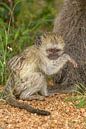 Baby-Blauer Affe, Kruger Park, Südafrika von Marijke Arends-Meiring Miniaturansicht