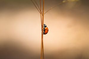 Coccinelle sur Anthony Damen