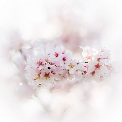 blossom close-up