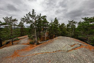 Boomtoppen in Tiveden Nationaal Park (Zweden)