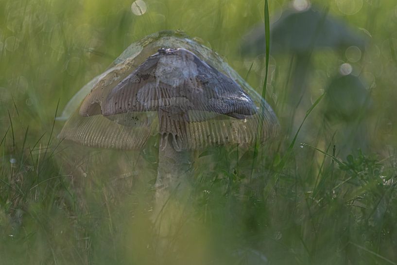 Mysterious greenery by JoachimD.Kruse-Photography