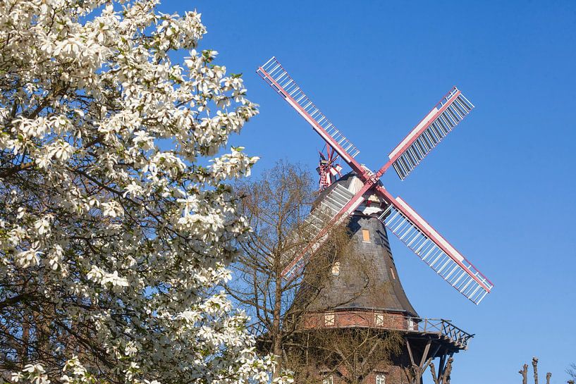 Herdentorswallmühle in den Wallanlagen von Torsten Krüger