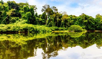 Kabalebo in Suriname van René Holtslag