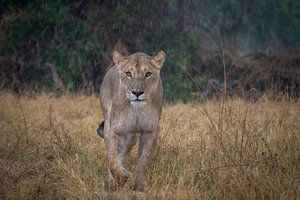 lion in botswana by Ed Dorrestein