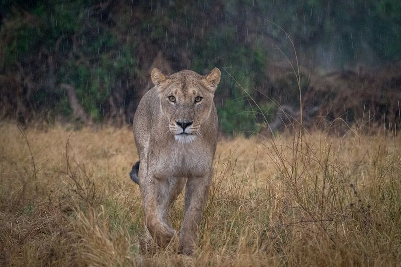 un lion au botswana par Ed Dorrestein