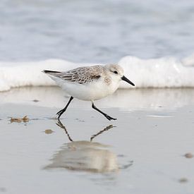 Drieteenstrandloper (Calidris alba) van Dirk Rüter
