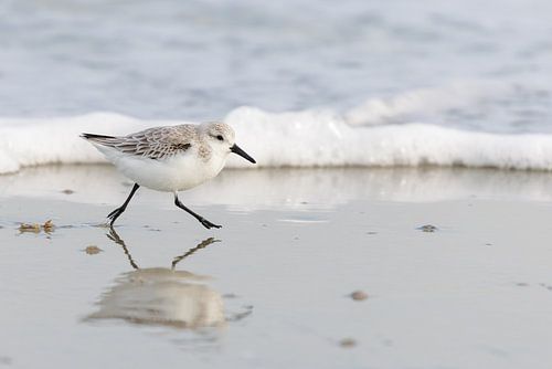Sanderling (Calidris alba)