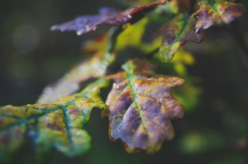 Autumn and dew by Byroosmarijn