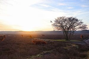 Highlanders écossais sur la Westerheide près de Hilversum