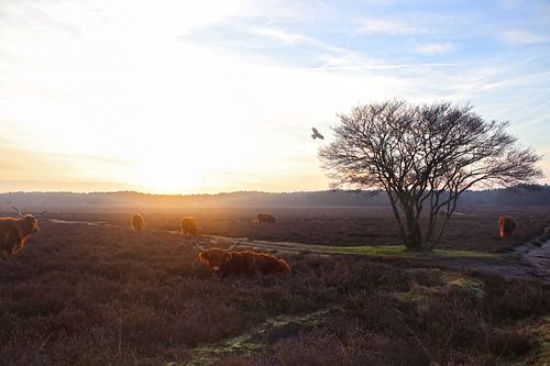 Highlanders écossais sur la Westerheide près de Hilversum