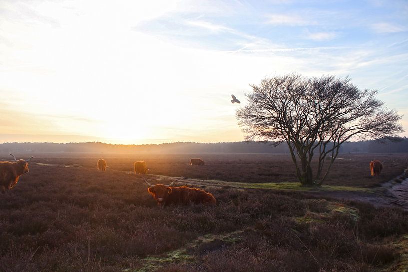 Scottish Highlanders on the Westerheide near Hilversum by Jos van den Berg