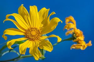 Yellow flower against blue sky by Anouschka Hendriks