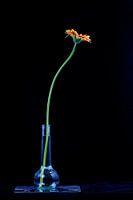 gerbera