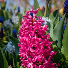 Hyacint in de Keukenhof van Matthijs Noordeloos