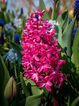 Hyacint in de Keukenhof van Matthijs Noordeloos