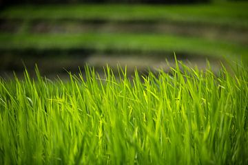 Rice terraces - Bali, Indonesia by Martijn Smeets