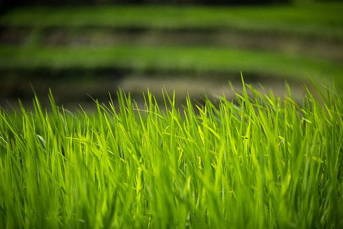 Rice terraces - Bali, Indonesia