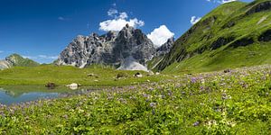 Grosser Wilder in den Allgäuer Alpen