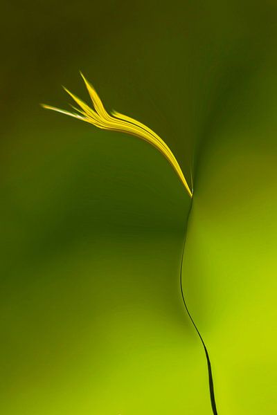 Blume von Lucas De Beleyr