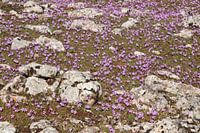 Purple spring on the rocks in Andalusia.