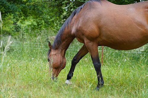 Trakehner Feldmeyer in de wei