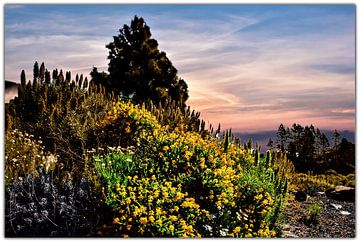 Natuur op TENERIFE  de morgendstond heeft Gaud in de mond  prachtige wildgroei in de  vroege   morge